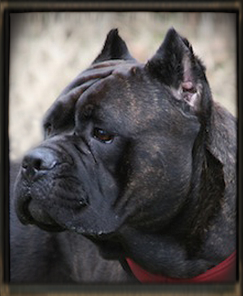 old world cane corso shade